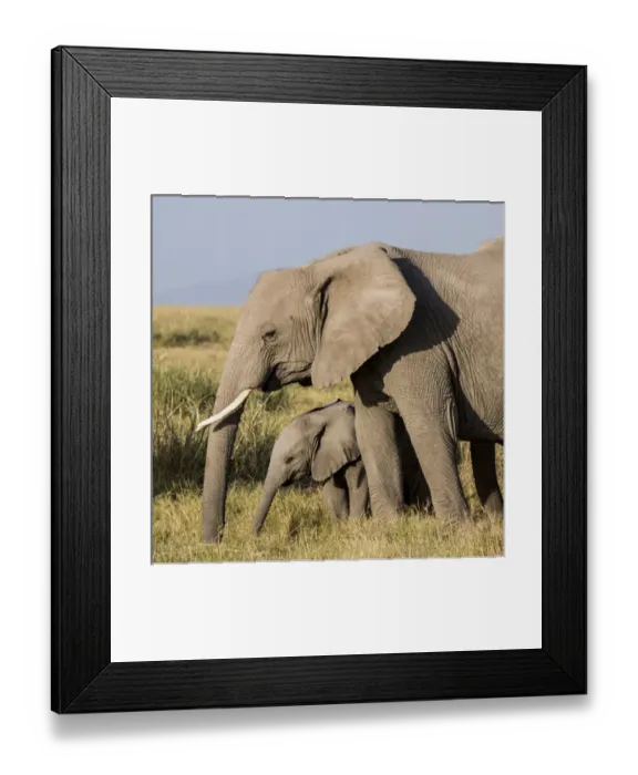 Framed Print : East Africa, Kenya, Amboseli National Park, elephant (Loxodanta africana) Framed Print : East Africa, Kenya, Amboseli National Park, elephant (Loxodanta africana)