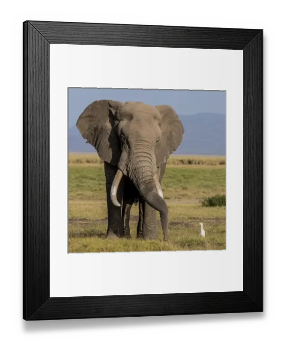 Framed Print : East Africa, Kenya, Amboseli National Park, elephant (Loxodanta africana) Framed Print : East Africa, Kenya, Amboseli National Park, elephant (Loxodanta africana)