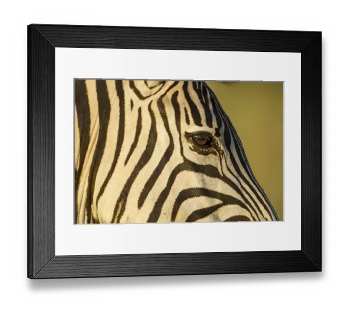 Framed Print : Africa, Botswana, Moremi Game Reserve, Close-up of Plains Zebra (Equus burchelli) Framed Print : Africa, Botswana, Moremi Game Reserve, Close-up of Plains Zebra (Equus burchelli)