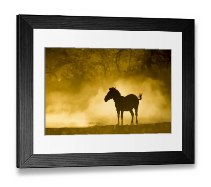 Framed Print : Africa, Botswana, Moremi Game Reserve, Plains Zebra (Equus burchelli) standing in Framed Print : Africa, Botswana, Moremi Game Reserve, Plains Zebra (Equus burchelli) standing in