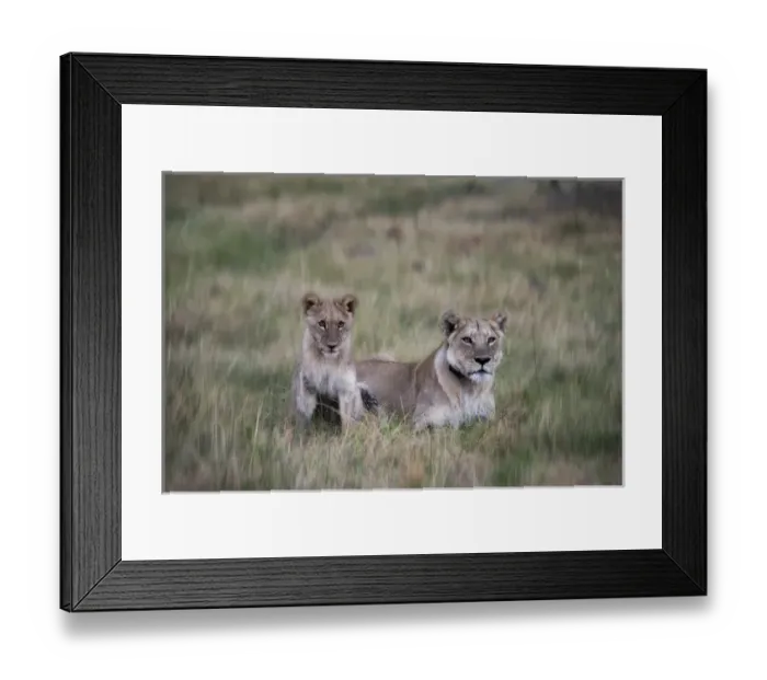Framed Print : Lioness and cub in grass Framed Print : Lioness and cub in grass