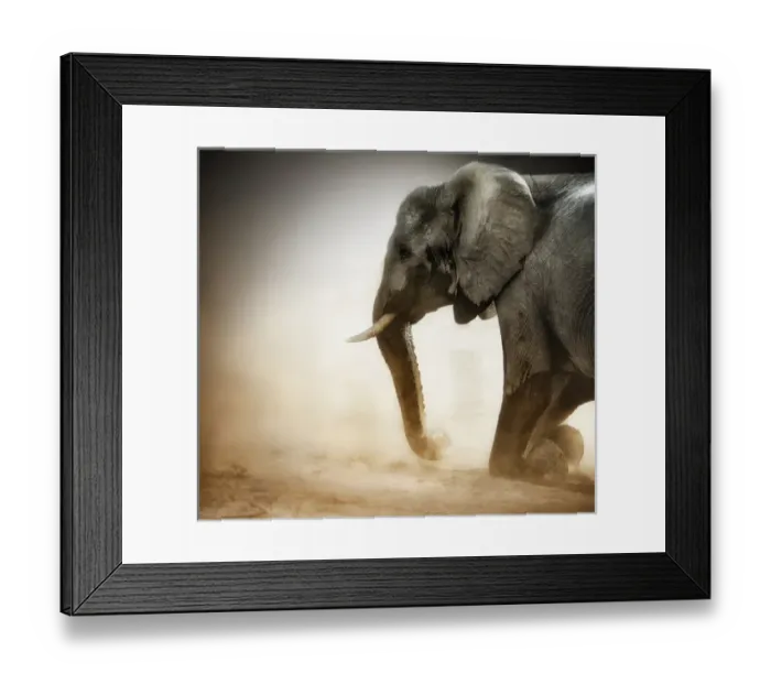 Framed Print : Elephant kneeling with dust Framed Print : Elephant kneeling with dust