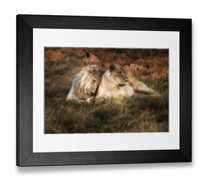 Framed Print : Lioness with juvenile male nuzzling Framed Print : Lioness with juvenile male nuzzling