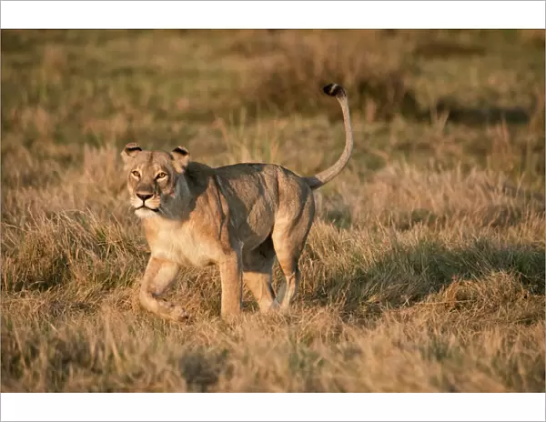 Lioness stalking