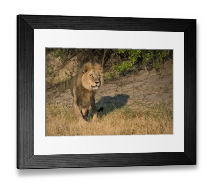 Framed Print : Male lion on lookout, intense look standing Framed Print : Male lion on lookout, intense look standing