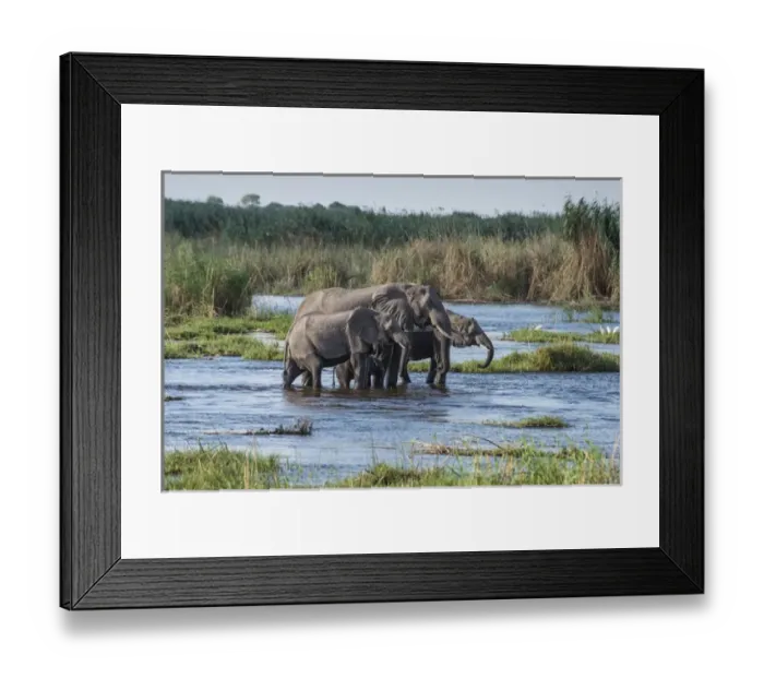 Framed Print : Okavanga Delta, family of elephants crossing river Framed Print : Okavanga Delta, family of elephants crossing river