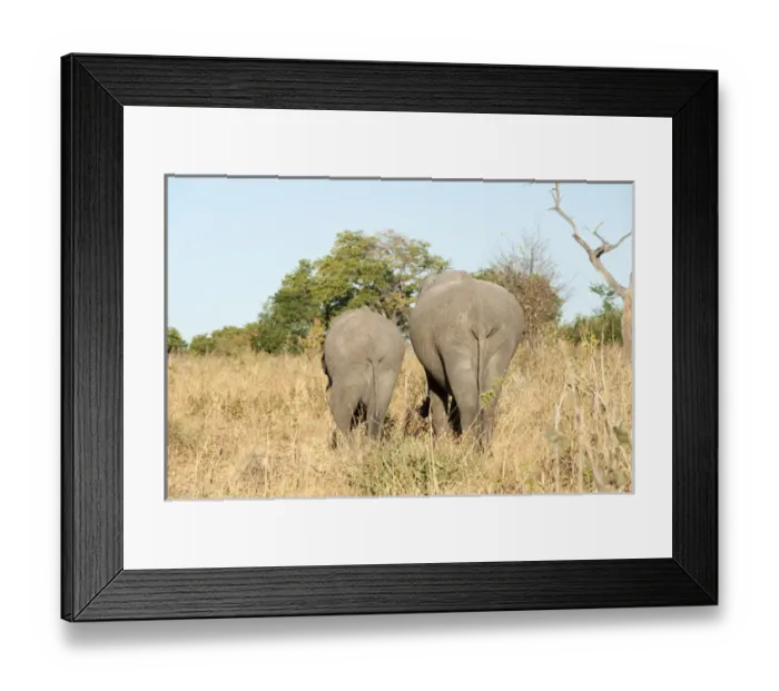 Framed Print : African Elephants (Loxodonta africana), Chobe National Park, Botswana Framed Print : African Elephants (Loxodonta africana), Chobe National Park, Botswana