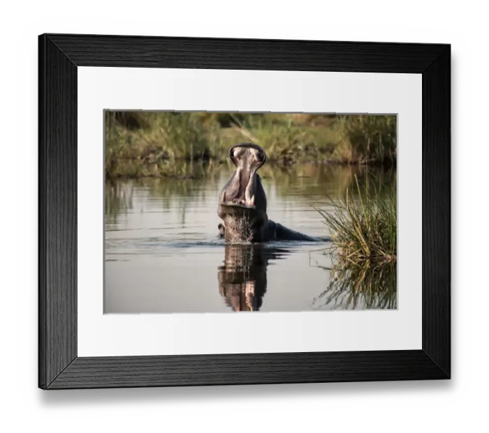 Framed Print : Hippopotamus with huge yawn and dripping water from mouth in river