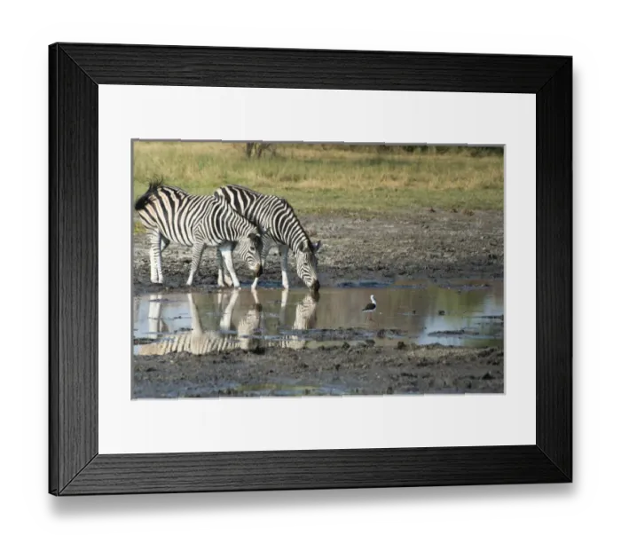 Framed Print : 2 zebras drinking from water hole with bird Framed Print : 2 zebras drinking from water hole with bird