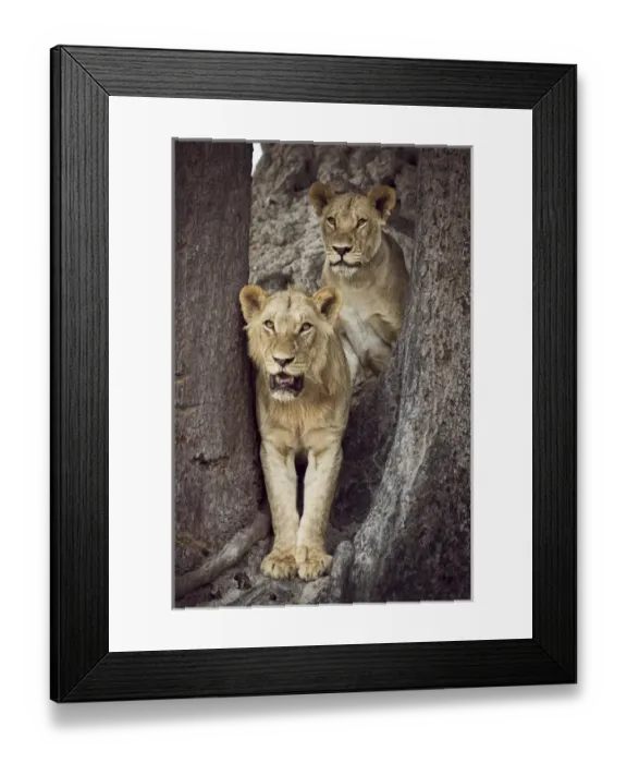Framed Print : 2 lions standing together between trees looking out