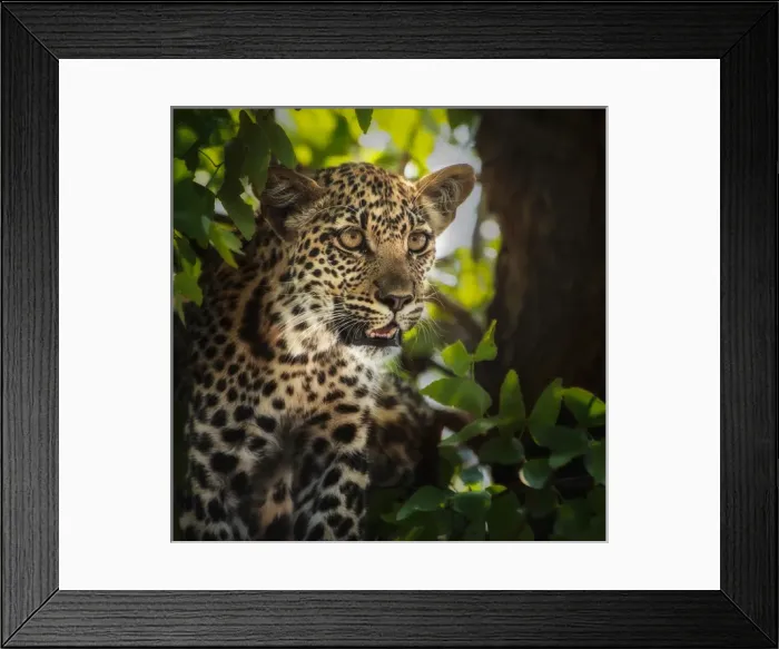 Framed Print : leopard juvenile portait in tree and leaves