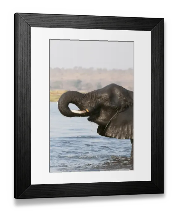 Framed Print : Elephant (Loxodonda africana), Chobe National Park, Botswana