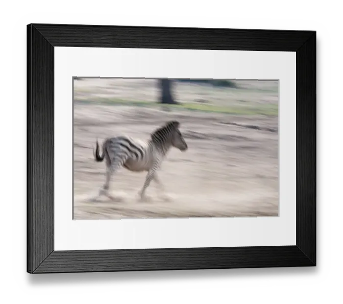 Framed Print : Common zebra (Equus quagga), Chobe National Park, Botswana