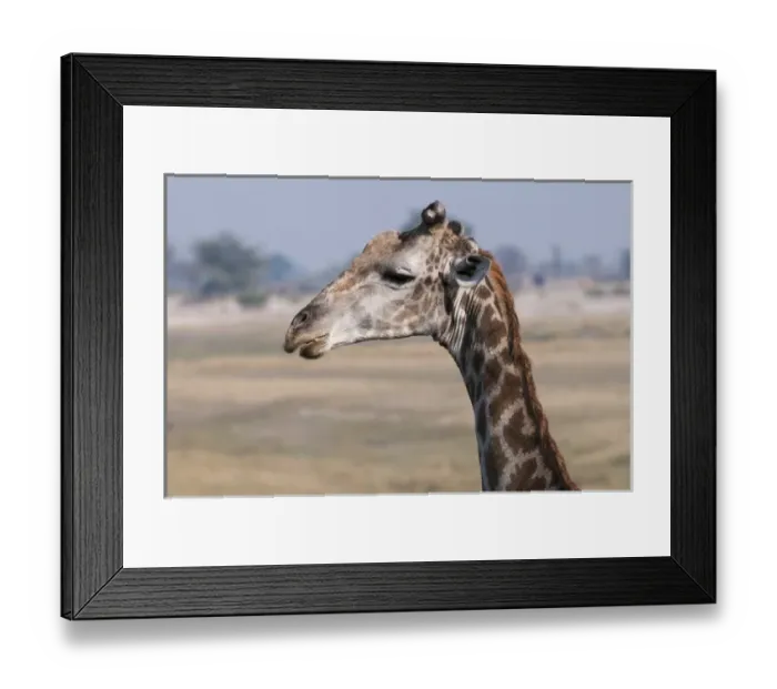 Framed Print : Giraffe (Giraffa camelopardalis), Chobe National Park, Botswana