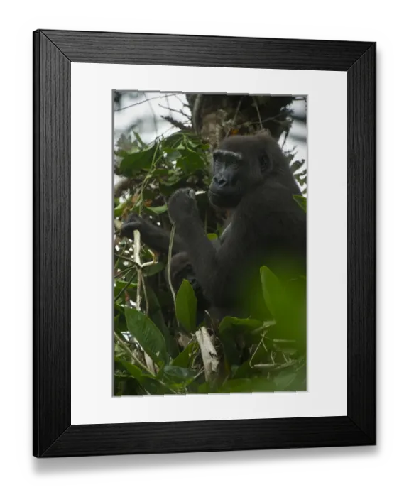 Framed Print : Western lowland gorilla (Gorilla gorilla gorilla), Ngaga Odzala - Kokoua National Park