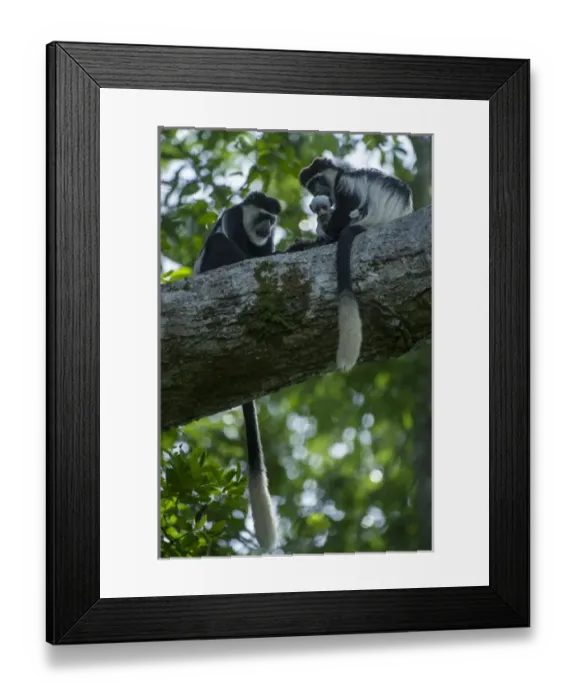 Framed Print : Guereza colobus monkey (Colobus guereza), Lango Bai, Republic of Congo (Congo - Brazzaville) Framed Print : Guereza colobus monkey (Colobus guereza), Lango Bai, Republic of Congo (Congo - Brazzaville)
