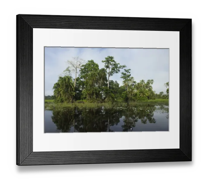 Framed Print : Scenic, Lekoli River, Republic of Congo (Congo - Brazzaville), AFRICA Framed Print : Scenic, Lekoli River, Republic of Congo (Congo - Brazzaville), AFRICA