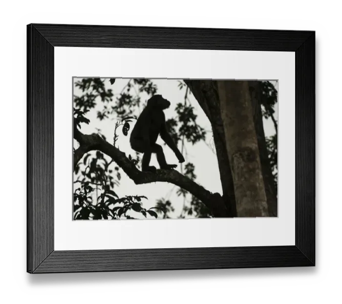 Framed Print : Western lowland gorilla (Gorilla gorilla gorilla), Ngaga, Odzala - Kokoua National Park