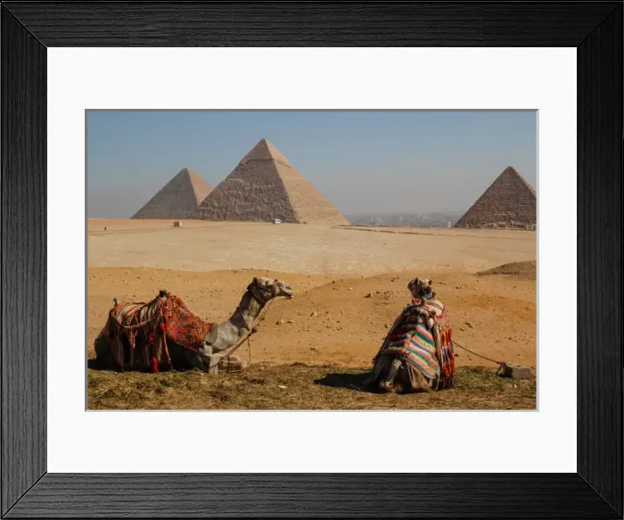 Framed Print : EGYPT, CAIRO. GIZA. GIZA PLATEAU. Two camels in front of three pyramids: (MYCERINUS