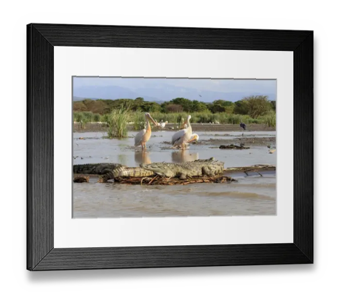 Framed Print : Stalking crocodile. Lake Chamo. Ethiopia, Africa Framed Print : Stalking crocodile. Lake Chamo. Ethiopia, Africa