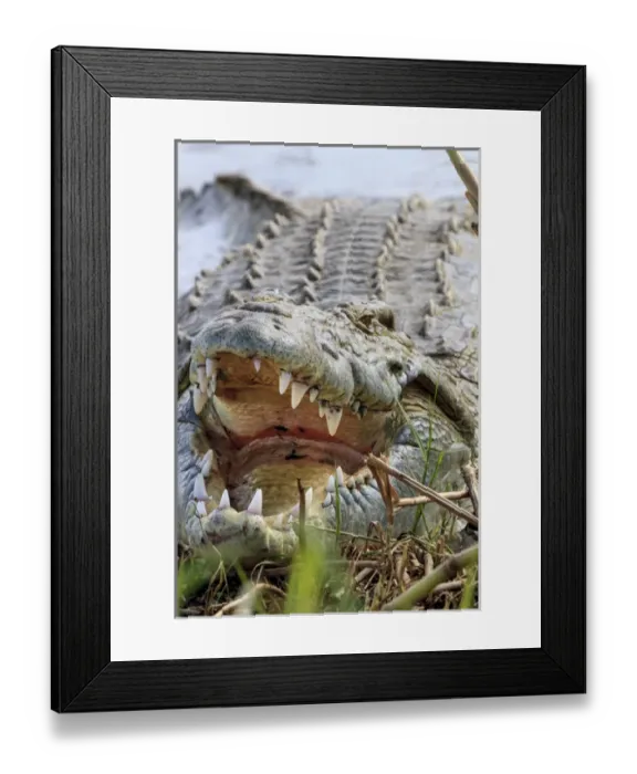 Framed Print : Crocodile venting his teeth. Lake Chamo. Ethiopia, Africa