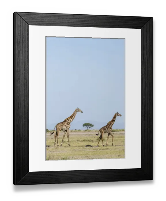 Framed Print : East Africa, Kenya, outside Amboseli National Park, Msai giraffe (Giraffa camelopardalis