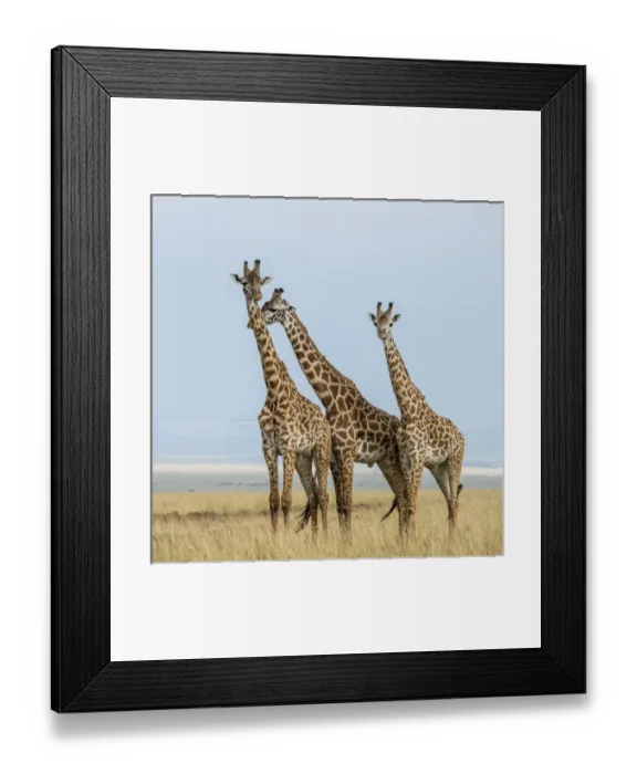 Framed Print : East Africa, Kenya, Msai Mara National Reserve, Mara Conservancy, Mara Triangle Framed Print : East Africa, Kenya, Msai Mara National Reserve, Mara Conservancy, Mara Triangle