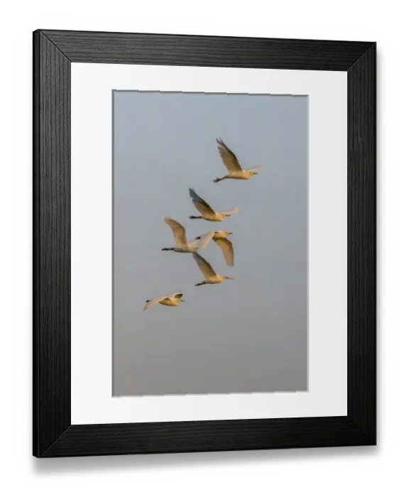 Framed Print : East Africa, Kenya, Msai Mara National Reserve, Mara Conservancy, Mara Triangle Framed Print : East Africa, Kenya, Msai Mara National Reserve, Mara Conservancy, Mara Triangle