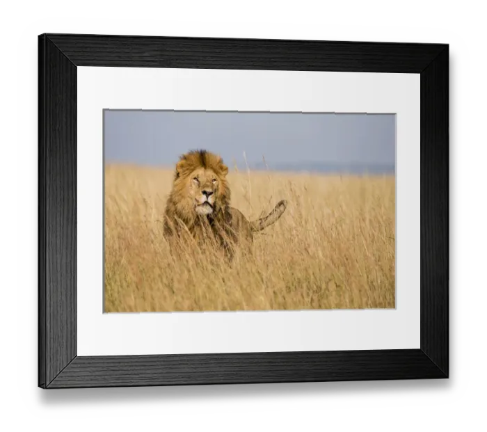 Framed Print : East Africa, Kenya, Msai Mara National Reserve, Mara Conservancy, Mara Triangle Framed Print : East Africa, Kenya, Msai Mara National Reserve, Mara Conservancy, Mara Triangle