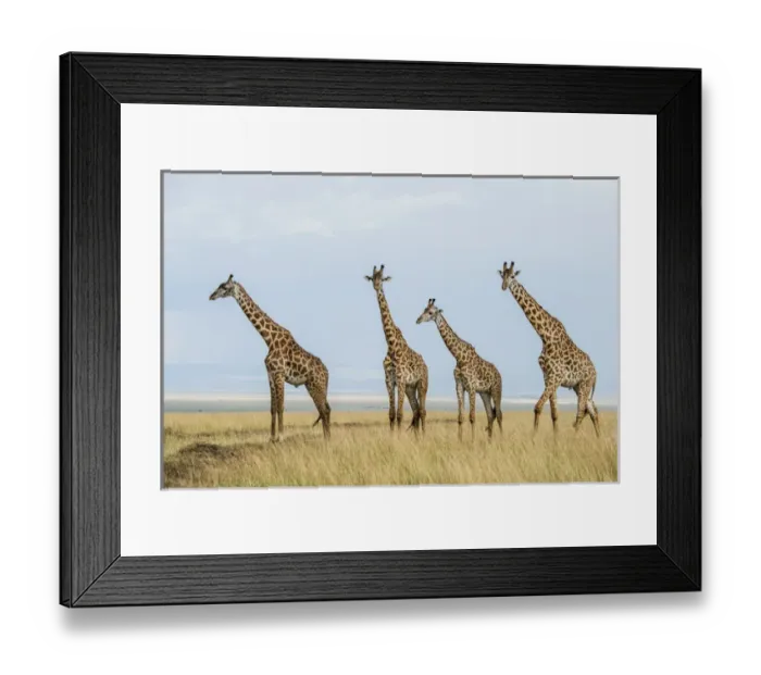 Framed Print : East Africa, Kenya, Msai Mara National Reserve, Mara Conservancy, Mara Triangle