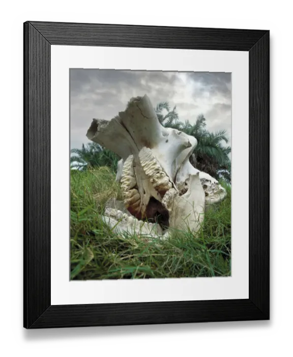 Framed Print : Africa, Kenya, Masai Mara Game Reserve. Elephant skull Framed Print : Africa, Kenya, Masai Mara Game Reserve. Elephant skull