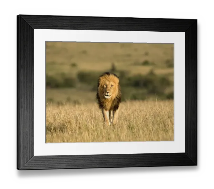 Framed Print : Africa, Kenya, Masai Mara Game Reserve. Male lion walking in dry grass. Credit as Framed Print : Africa, Kenya, Masai Mara Game Reserve. Male lion walking in dry grass. Credit as