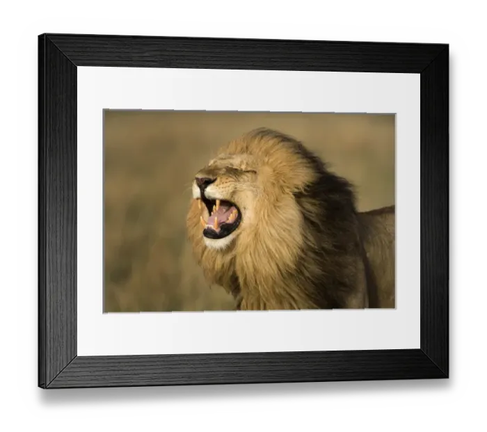 Framed Print : Africa, Kenya, Masai Mara Game Reserve. Male lion roaring Framed Print : Africa, Kenya, Masai Mara Game Reserve. Male lion roaring