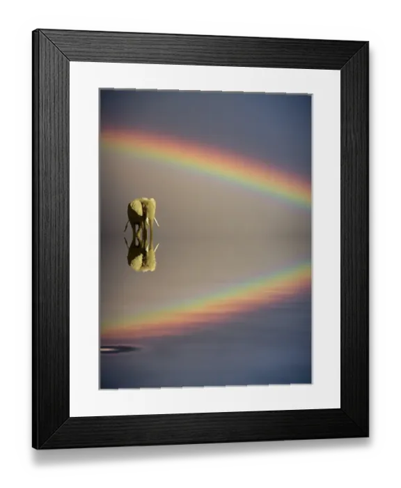 Framed Print : Africa, Kenya, Masai Mara Game Reserve. Composite concept of bull elephant, water and rainbow Framed Print : Africa, Kenya, Masai Mara Game Reserve. Composite concept of bull elephant, water and rainbow