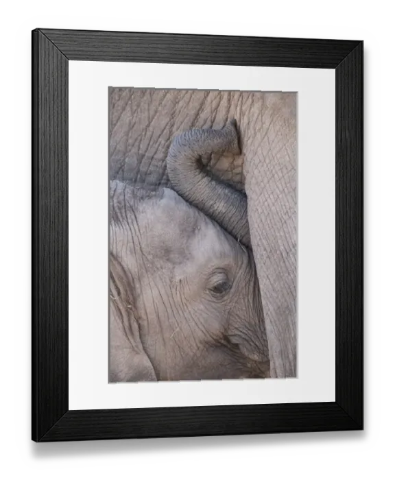 Framed Print : Africa, Kenya, Masai Mara Game Reserve. Baby elephant nursing its mother. Credit as Framed Print : Africa, Kenya, Masai Mara Game Reserve. Baby elephant nursing its mother. Credit as