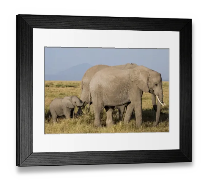 Framed Print : East Africa, Kenya, Amboseli National Park, elephant (Loxodanta africana)