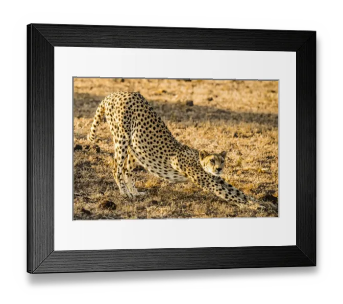 Framed Print : East Africa, Kenya, Amboseli National Park, female cheetah Framed Print : East Africa, Kenya, Amboseli National Park, female cheetah