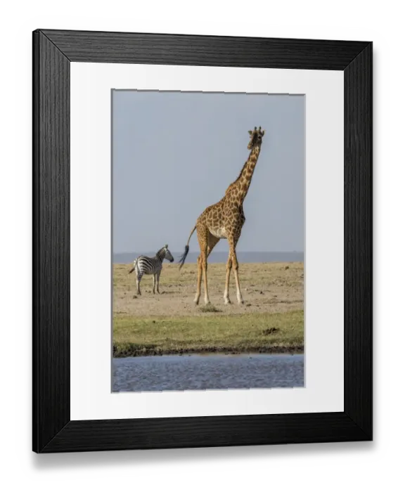Framed Print : East Africa, Kenya, outside Amboseli National Park, Msai giraffe (Giraffa camelopardalis Framed Print : East Africa, Kenya, outside Amboseli National Park, Msai giraffe (Giraffa camelopardalis