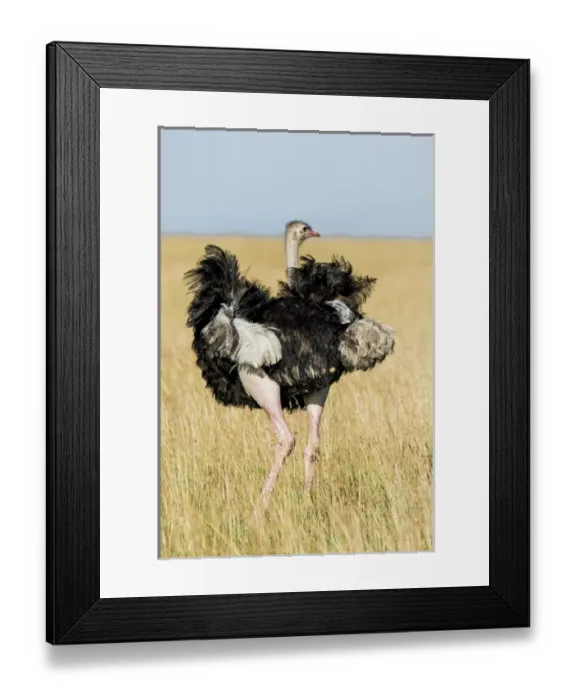 Framed Print : East Africa, Kenya, Msai Mara National Reserve, Mara Conservancy, Mara Triangle