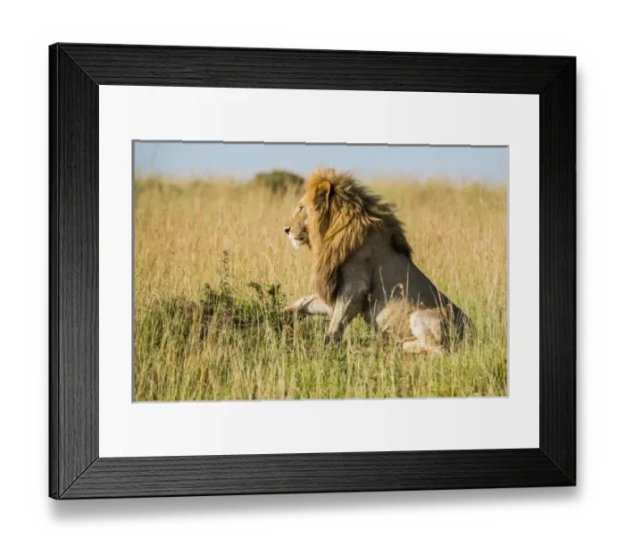 Framed Print : East Africa, Kenya, Msai Mara National Reserve, Mara Conservancy, Mara Triangle Framed Print : East Africa, Kenya, Msai Mara National Reserve, Mara Conservancy, Mara Triangle