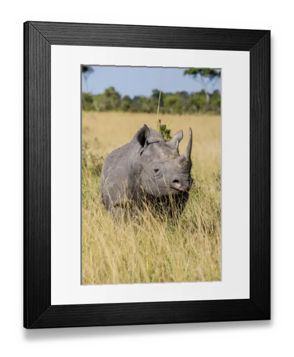 Framed Print : East Africa, Kenya, Msai Mara National Reserve, Mara Conservancy, Mara Triangle Framed Print : East Africa, Kenya, Msai Mara National Reserve, Mara Conservancy, Mara Triangle