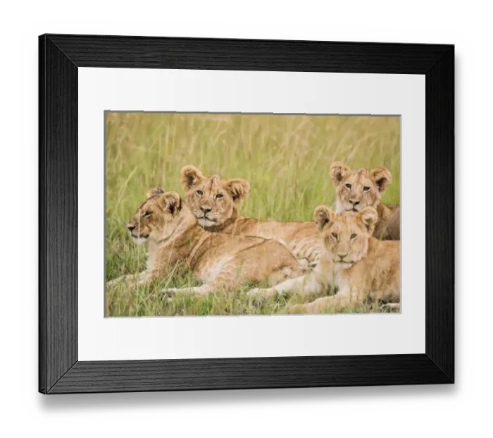 Framed Print : East Africa, Kenya, Msai Mara National Reserve, Mara Conservancy, Mara Triangle