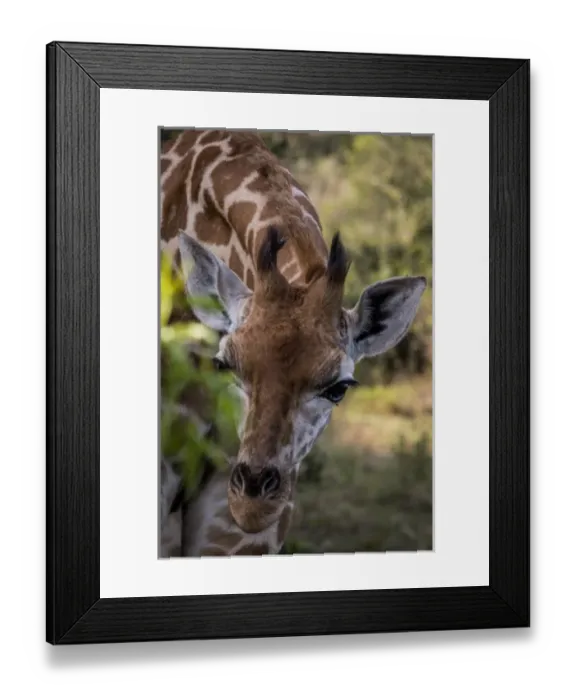 Framed Print : East Africa, Kenya, Nairobi, Langata, Hog Ranch, MR Framed Print : East Africa, Kenya, Nairobi, Langata, Hog Ranch, MR