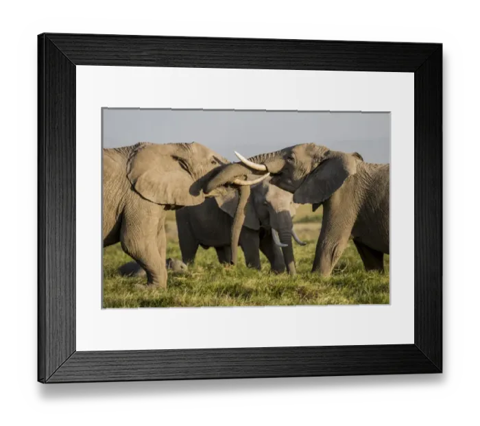 Framed Print : East Africa, Kenya, Amboseli National Park, elephant (Loxodanta africana) Framed Print : East Africa, Kenya, Amboseli National Park, elephant (Loxodanta africana)