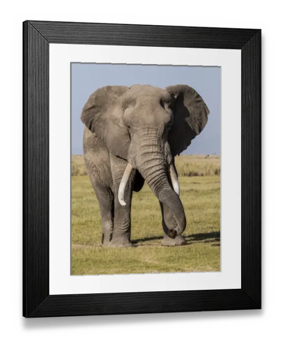 Framed Print : East Africa, Kenya, Amboseli National Park, elephant (Loxodanta africana) Framed Print : East Africa, Kenya, Amboseli National Park, elephant (Loxodanta africana)