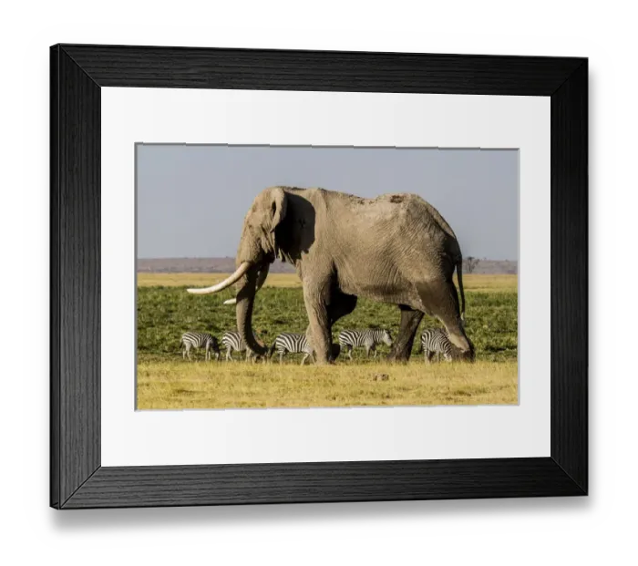 Framed Print : East Africa, Kenya, Amboseli National Park, elephant (Loxodanta africana) Framed Print : East Africa, Kenya, Amboseli National Park, elephant (Loxodanta africana)