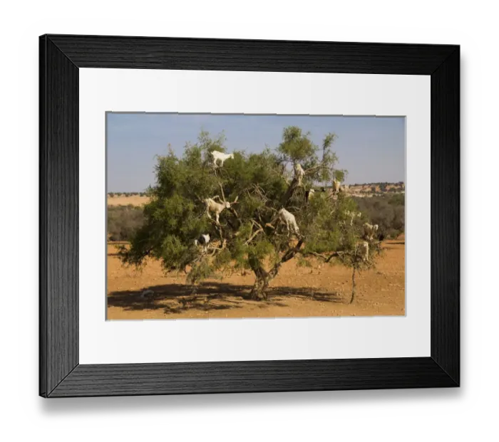 Framed Print : Morocco, Essaouira. Famous Argan tree-climbing goats. The goats eat the nuts Framed Print : Morocco, Essaouira. Famous Argan tree-climbing goats. The goats eat the nuts