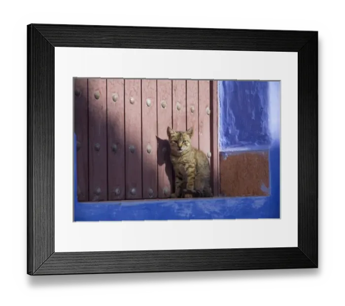 Framed Print : Africa, North Africa, Morocco, Chechaouen, Domestic Cat (Felis catus) kitten sitting