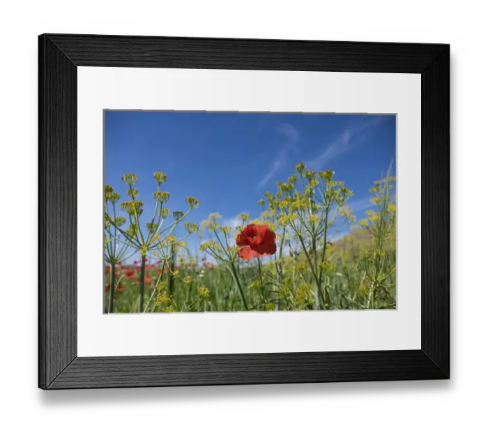 Framed Print : North Africa, Morocco, Taounate, spring flowers bloom. Verbena, Coreopsis, Atlantic Poppy Framed Print : North Africa, Morocco, Taounate, spring flowers bloom. Verbena, Coreopsis, Atlantic Poppy