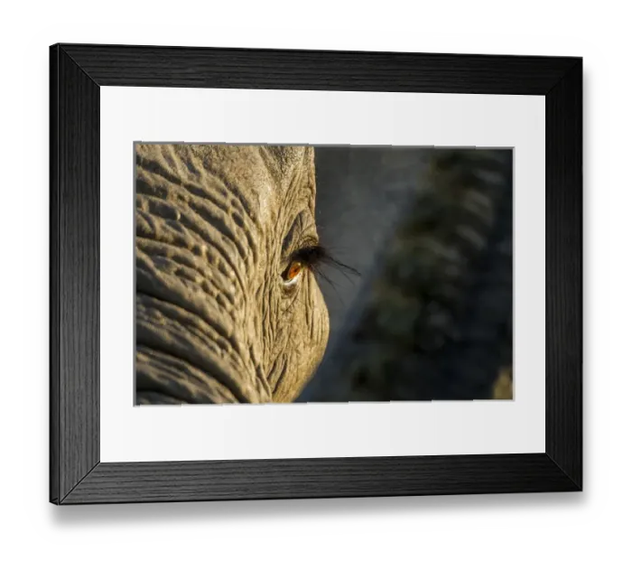 Framed Print : Africa, Botswana, Moremi Game Reserve, Rising sun lights eye of African Elephant Framed Print : Africa, Botswana, Moremi Game Reserve, Rising sun lights eye of African Elephant
